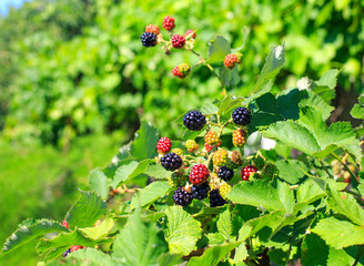 Ripe and green blackberry in the garden
