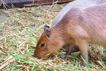 Cute capybara eating fresh and dry grasses in the farm. Animal concept.