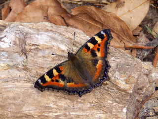Fototapeta na wymiar Brilliant orange and black Viceroy butterfly resting on stone in morning sun soon after eclosing from chrysalis