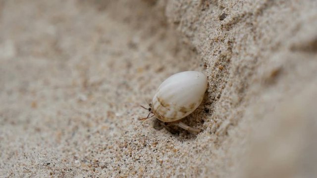 Hermit Crab (Dardanus megistos) shell crustacean on the beach