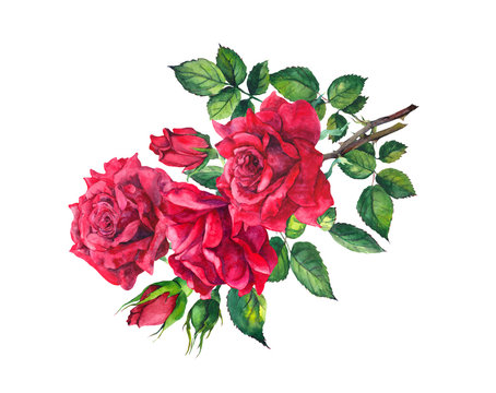 Red roses branch. Watercolor drawing flower for Valentine day