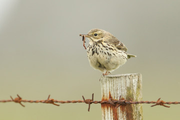 A Meadow pipit ( Anthus pratensis) perched on a fence post with a earthworm and insects in its beak to feed to its babies.