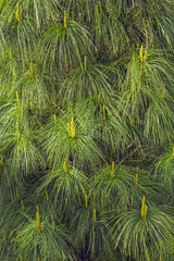 The blooming pine tree closeup, pollen, yellow,