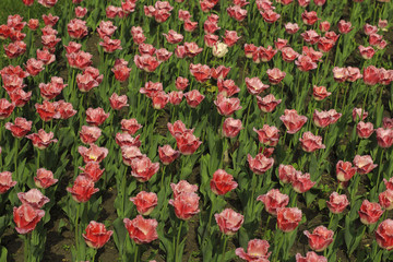Beautiful pink tulips flowerbed closeup. Flower background.