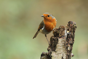 A pretty Robin (Erithacus rubecula) perching on a tree stump.