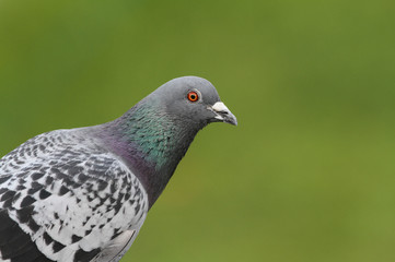 A pretty head shot of a Feral pigeon (Columba livia).