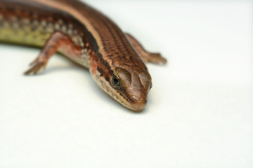 Obraz premium Skink close-up, skink macro image on a white background