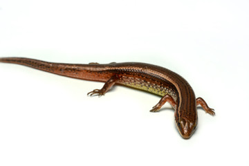 Skink close-up, skink macro image on a white background