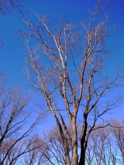 Obraz premium 冬空と欅