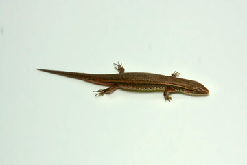 Skink close-up, skink macro image on a white background