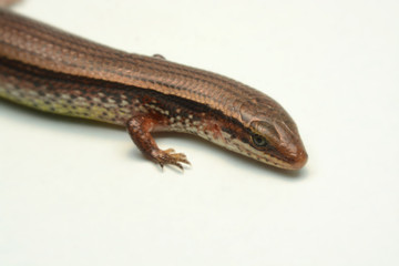 Skink close-up, skink macro image on a white background