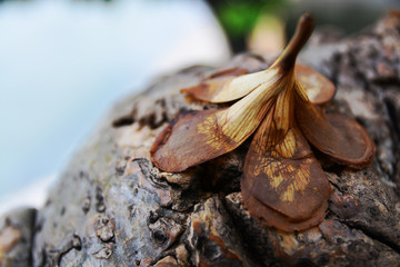 Plumeria flowers die
