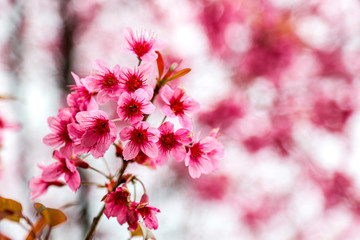 Flowers of the tiger king, similar to Sakura. It is cool and usually has a high mountain range north of Thailand 