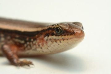 Skink close-up, skink macro image on a white background