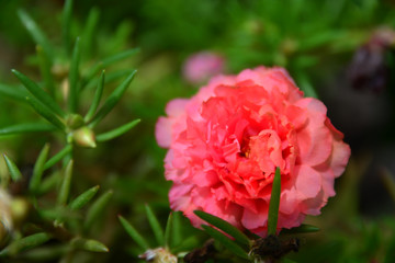 Beautiful Portulaca oleracea flowers