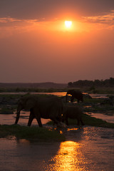 Éléphant d'Afrique, Loxodonta africana, Parc national Kruger, Afrique du Sud