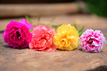 Beautiful Portulaca oleracea flowers