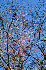 Flowers of the tiger king, similar to Sakura. It is cool and usually has a high mountain range north of Thailand. 