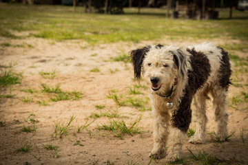 The dog Jon held a black body on the ground.