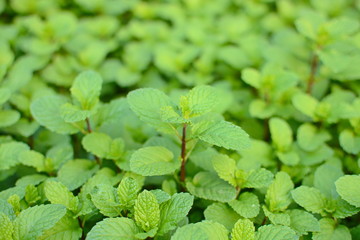 Mint leaves, peppermint leaves of mint on green background, Closeup of fresh mints leaves texture or abstract background, Green fresh mint , selective focus
