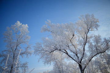 Beautiful winter frosty forest covered with snow and hoarfrost