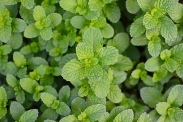 Mint leaves, peppermint leaves of mint on green background, Closeup of fresh mints leaves texture...