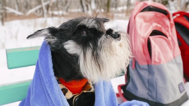 Frozen in winter, Miniature Schnauzer Dog Or Zwergschnauzer is covered with a plaid. Slow Motion, Slo-Mo