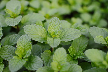 Mint leaves, peppermint leaves of mint on green background, Closeup of fresh mints leaves texture or abstract background, Green fresh mint , selective focus