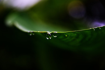 Water drops on the lotus leaf