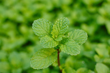 Mint leaves, peppermint leaves of mint on green background, Closeup of fresh mints leaves texture or abstract background, Green fresh mint , selective focus