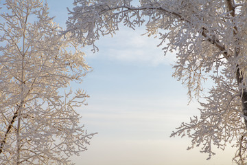 Beautiful winter frosty forest covered with snow and hoarfrost