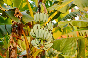 Fototapeta premium Banana tree. Banana flower. Banana leaf. Banana plant. Banana fruit.Tropical banana.
