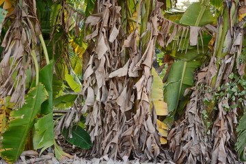 Obraz premium Banana garden, banana plantation, leaves of a banana tree close up
