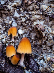 yellow mushrooms