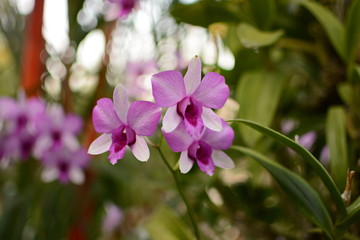 Orchid flower in orchid garden at winter or spring day. 