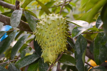 Soursop or Prickly custard apple / Soursop fruit on the tree Plant for Treatment of carcinoma