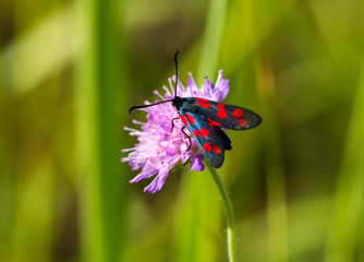 Obraz premium Six-spot burnet (Zygaena filipendulae) moth on the flower of Field Scabious