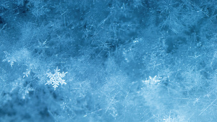New Year and Christmas abstract icy snowy background with real snowflakes macro in cold blue tones. Cold winter background