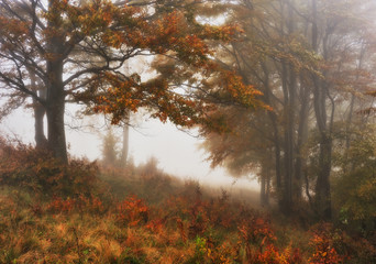 Obraz premium foggy morning in the autumn forest. scenic fog in the fairy forest 