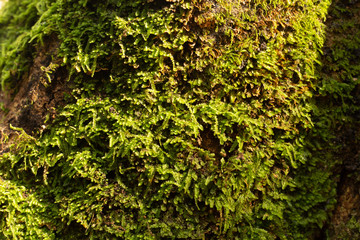 Green moss on tree close up image.
