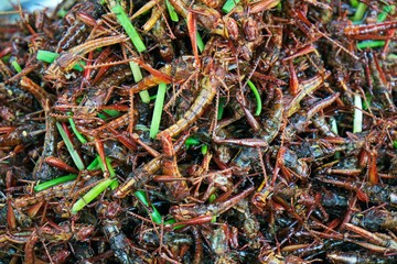 fried grasshoppers as delicacy