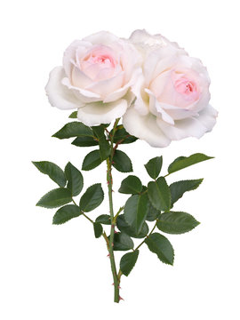 Pink rose flowers arrangement isolated on white background