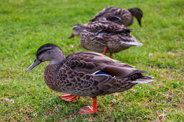ducks on grass