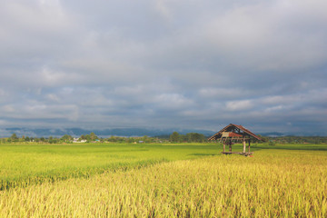 Rice field and sky background, Rice Field in the Morning