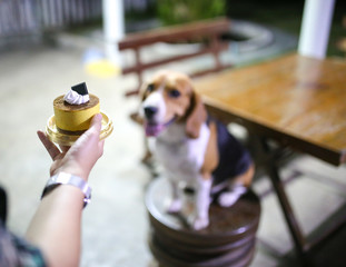 Blur dog and her birthday treat in form of a festive cake