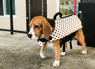 beagle wear life jacket ready to swim 