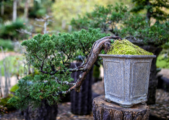 Bonsia on the pot, juniper bonsia tree