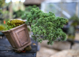 Bonsia on the pot, juniper bonsia tree.