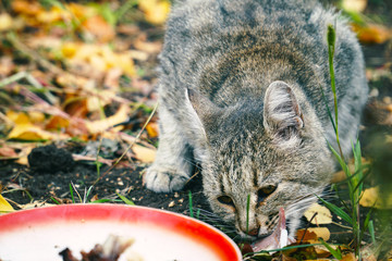 Cat eating its food on the background of autumn leaves