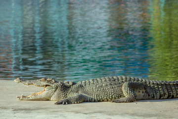 A big crocodile is open its mouth and resting on bank near the pond at farm.